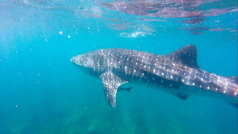 aussie road trip ningaloo reef