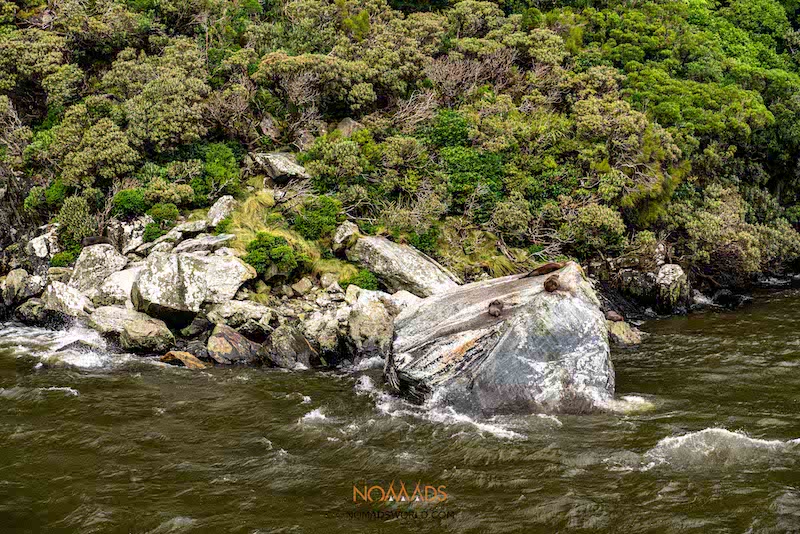 new zealand fur seals